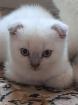 Scottish Fold Kitten abgabebereit
